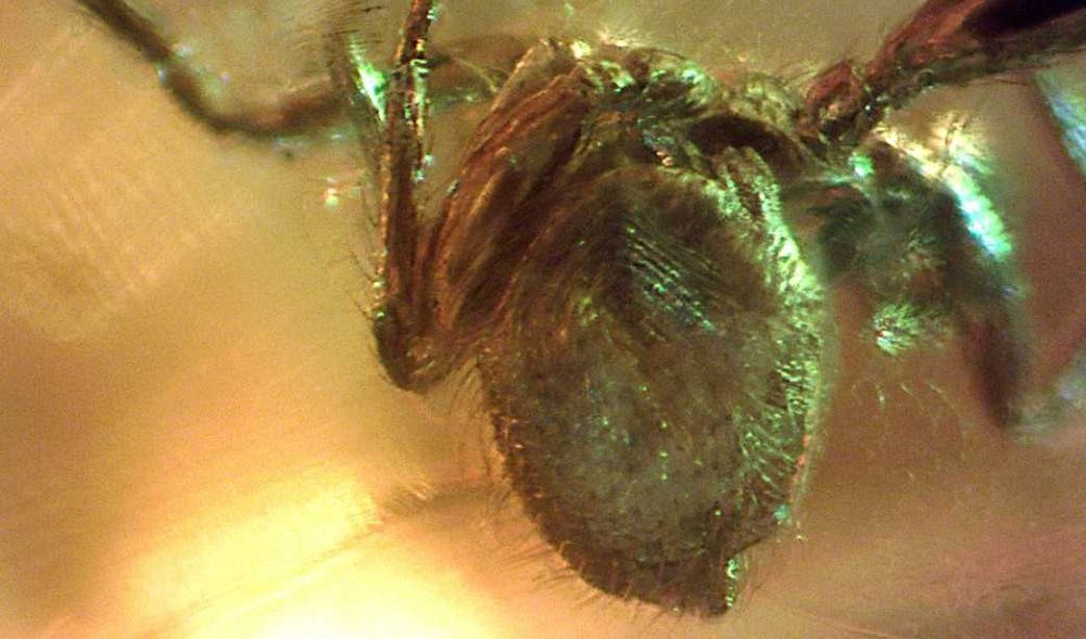 Pajęczak lub coś innego +Ceratopogonidae bursztyn inkluzja