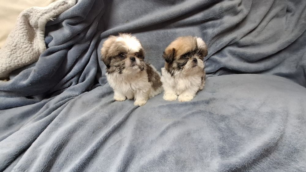Shih tzu  tricolor