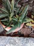 Vasos de plantas naturais