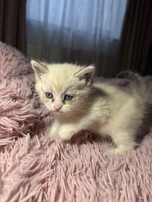 Подарю котят, кошка и кот