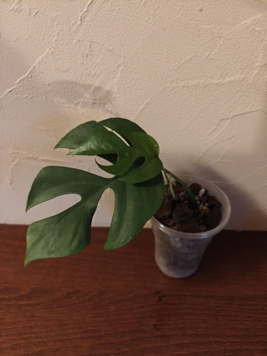 Monstera minima raphidophora tetrasperma green or green