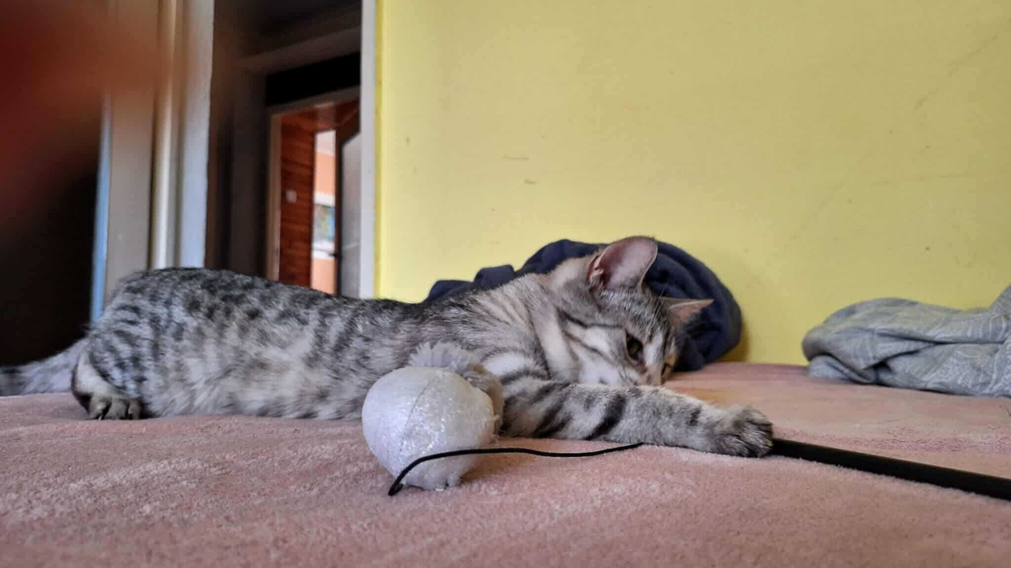 Srebrna,młodziutka,delikatna kotka,kociczka do spokojnego domu.ADOPCJA