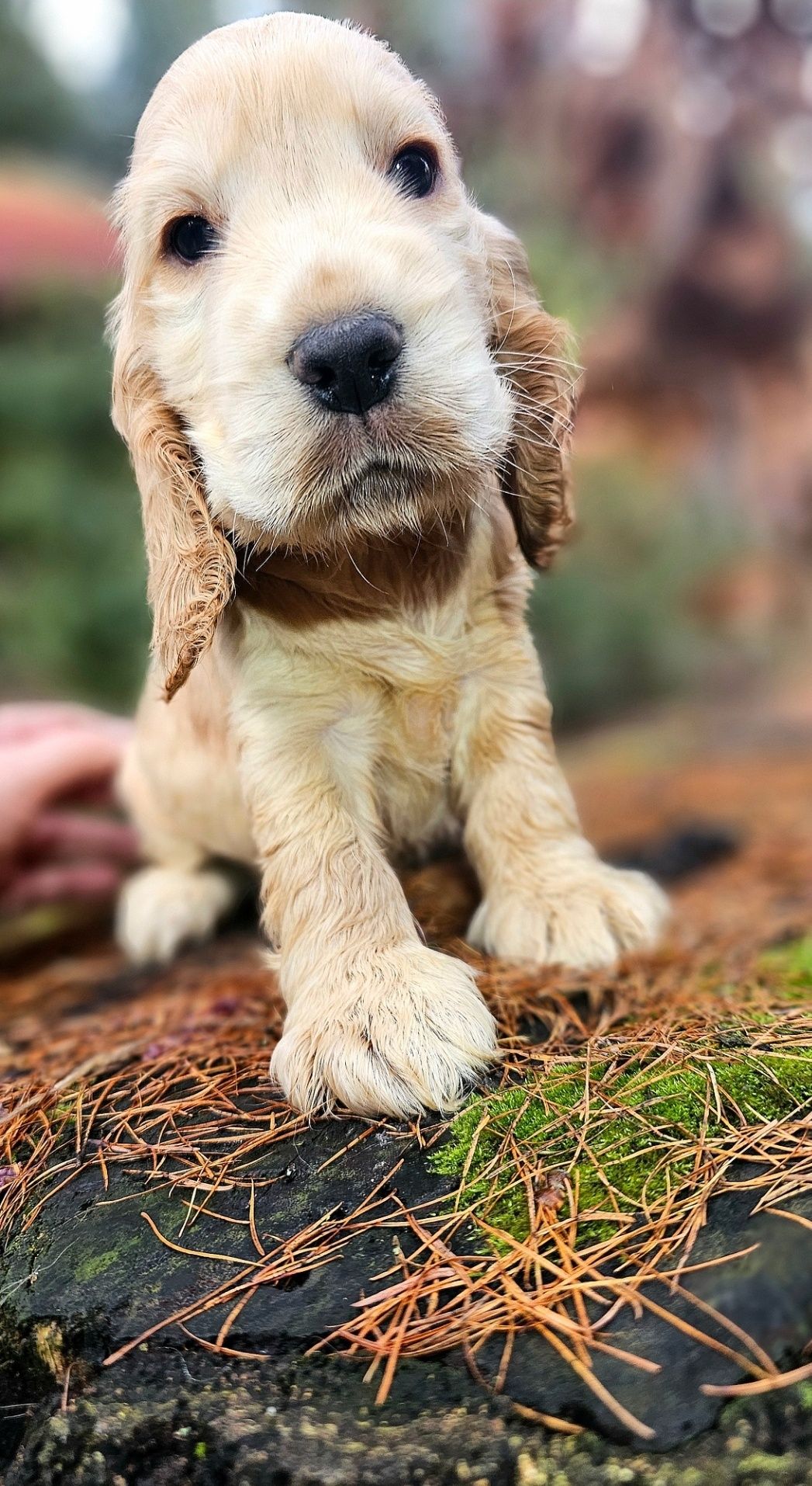 Cocker Spaniel Angielski Suczka złoto - biszkoptowa - Rodowód