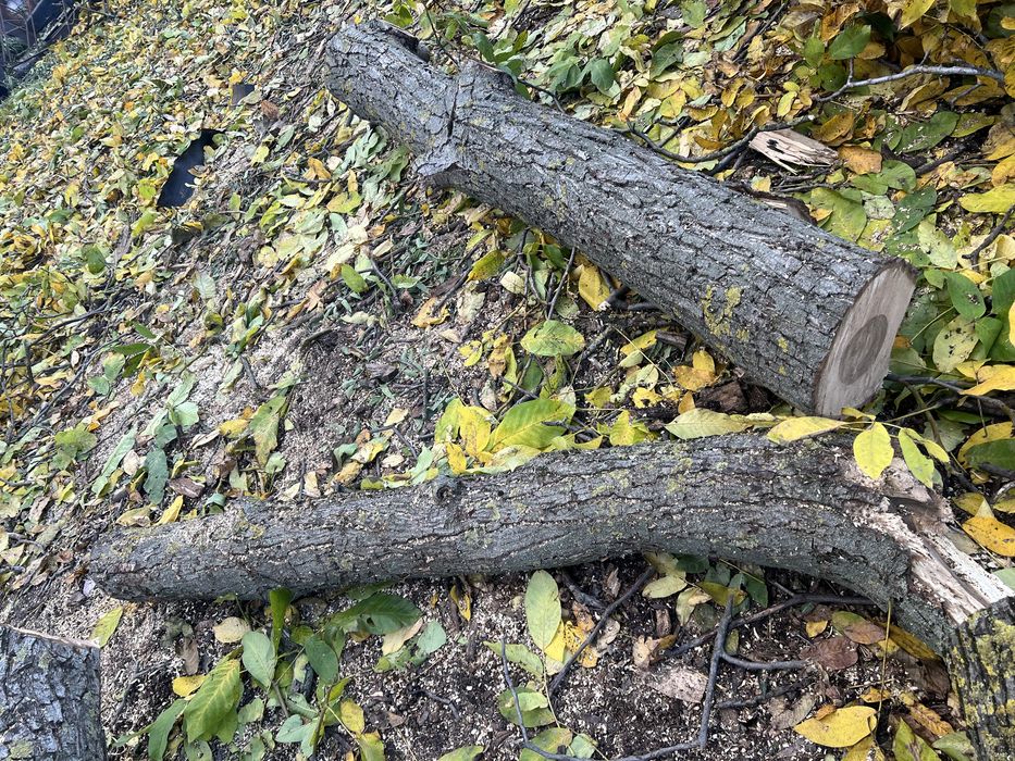 Серовина горіх є доставка кругляк