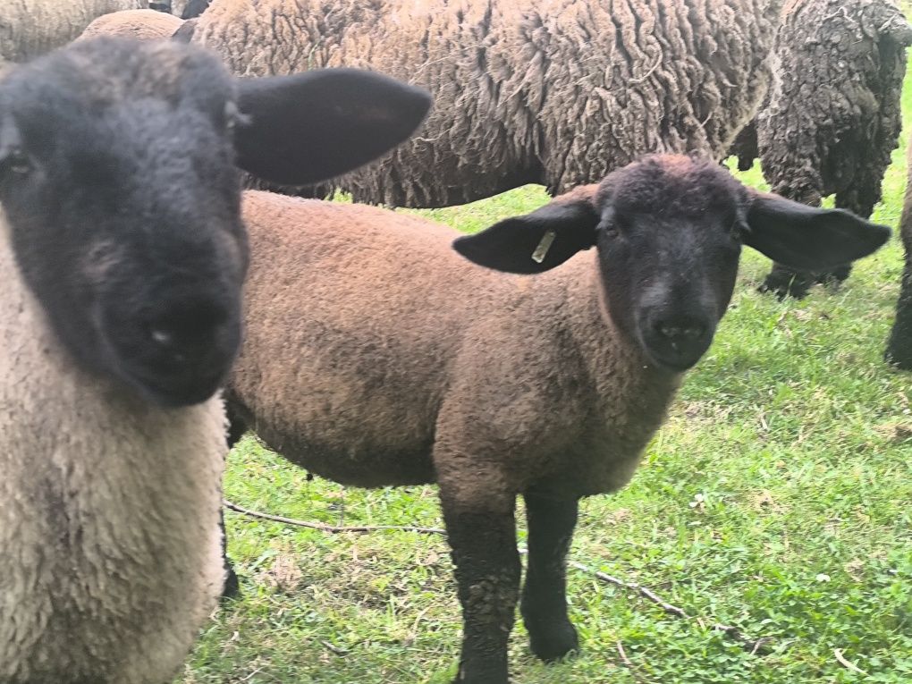 Borregos/borregas Suffolks puros