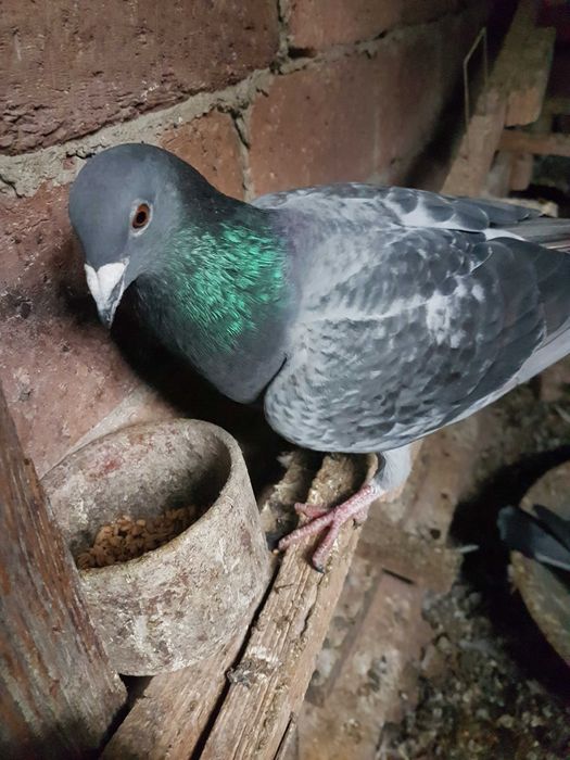 Gołębie pocztowe ,samica