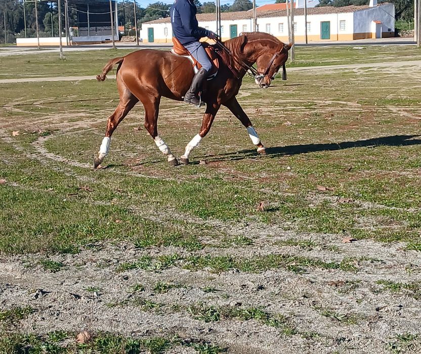 Cavalo PSL 5 anos