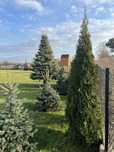 Tuja, thuja 250 cm duża żywopłot