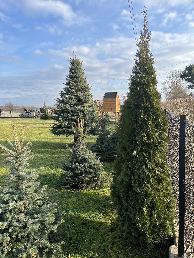 Tuja, thuja 220 cm duża żywopłot