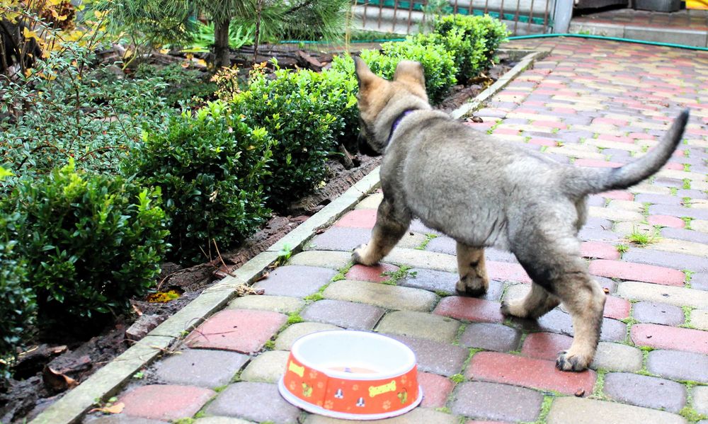 Цуценята східноєвропейської вівчарки СЄВ/ВЕО