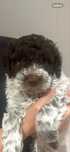 Pies Lagotto Romagnolo ZKwP FCI