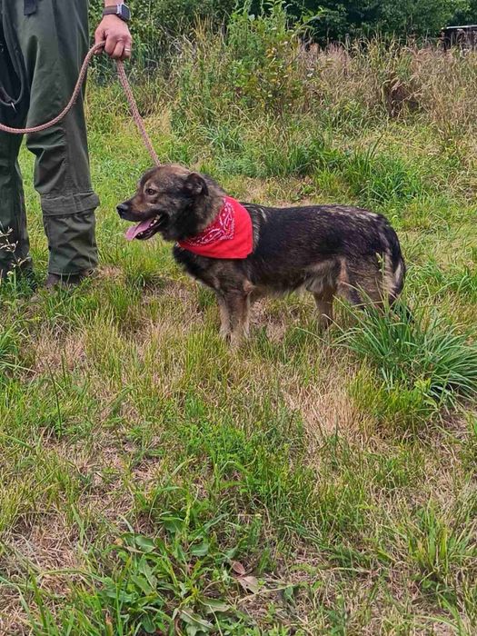 Віддам в добрі руки
