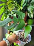 Monstera Sierrana Hawaiian form