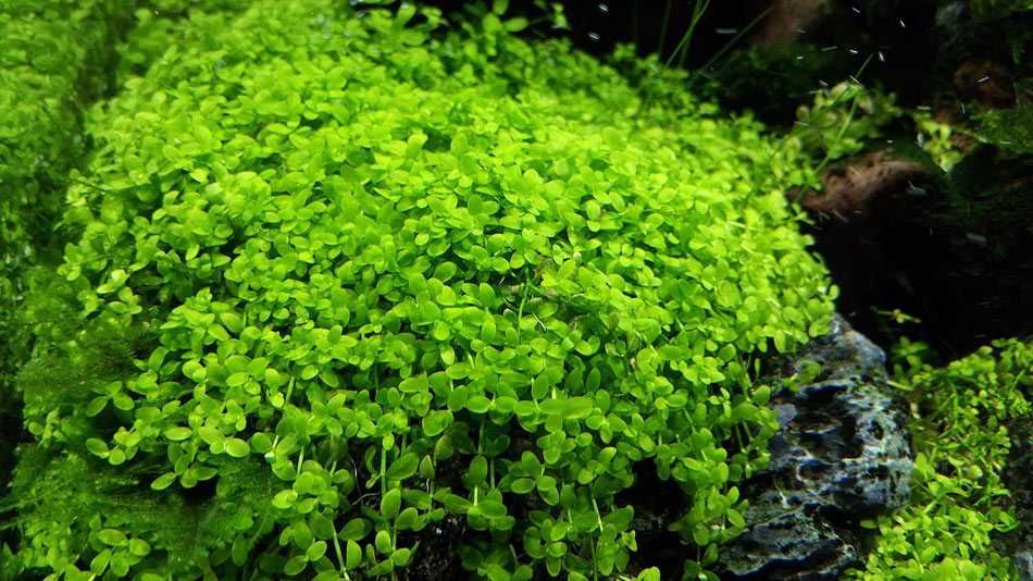 Glossostigma, Mi.Monte Carlo, Blyxa, Eleocharis