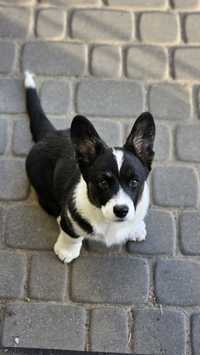 Welsh Corgi Cardigan Gotowy do zmiany domku PRECEL