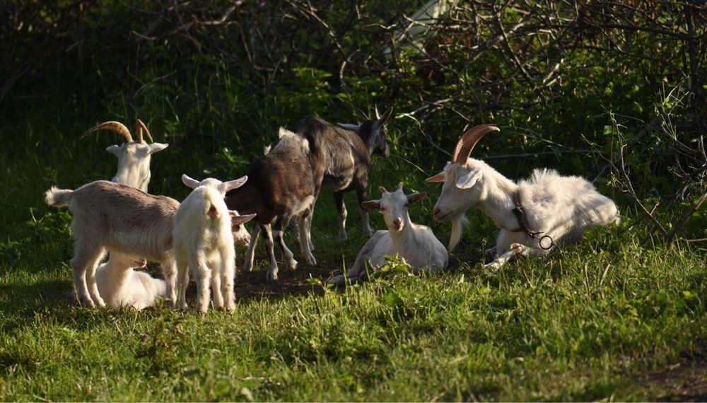 Продам козу дійну