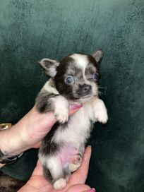 Chłopczyk Chihuahua