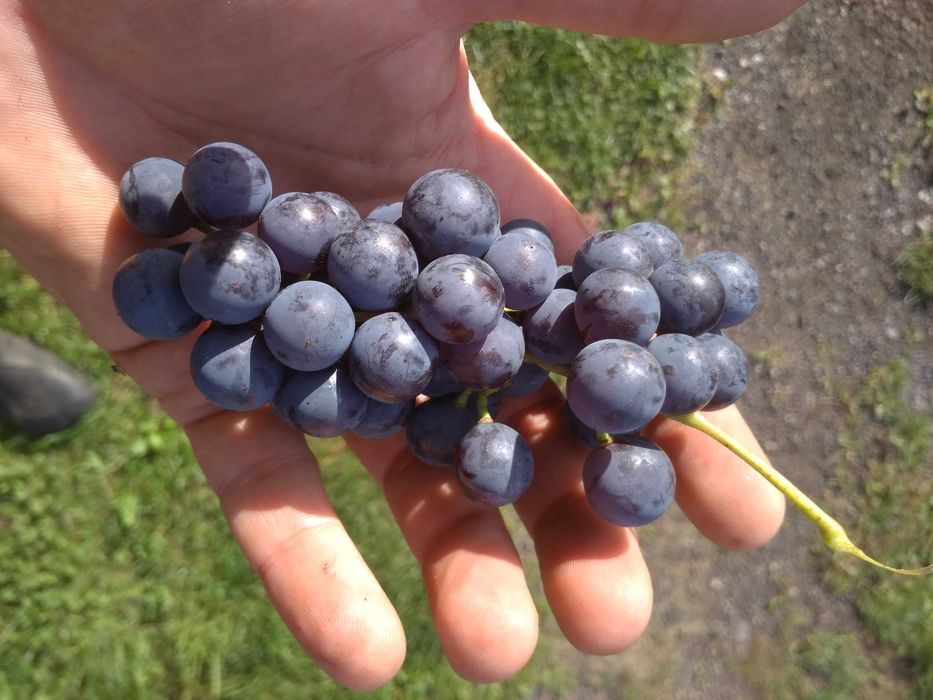Winogron  na wino soki przeciery - BIO