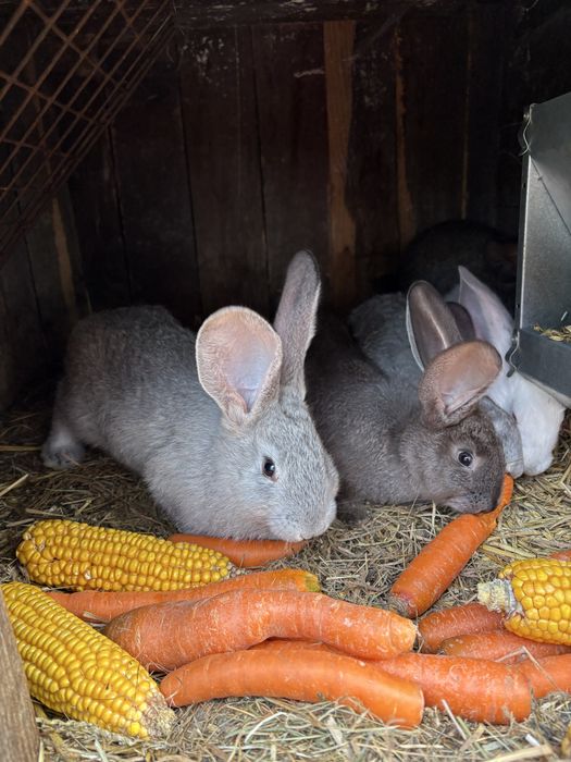 Królik króliki olbrzym belgijski