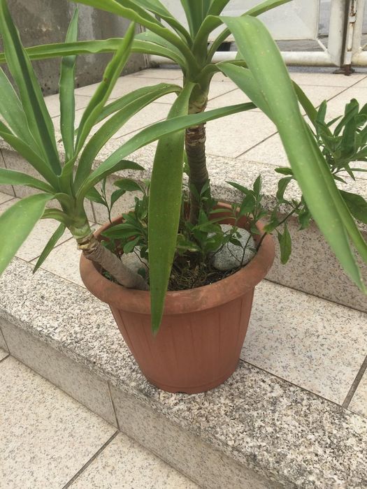 Yuca e mini tomateiro de jardim em vaso de plástico