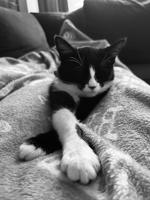 Zaginęła kotka w Chojnicach