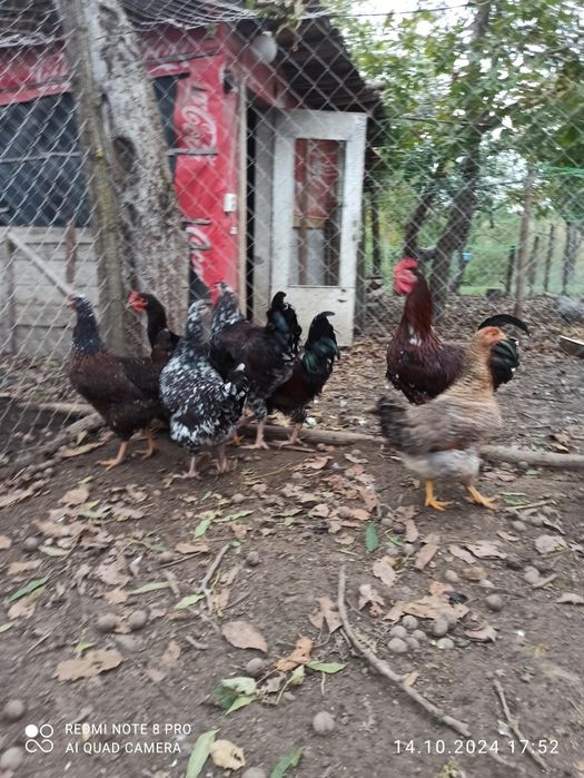 Півні Лівенська ситцева