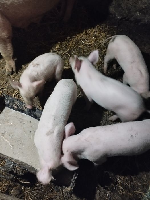 Продам поросят породи f1