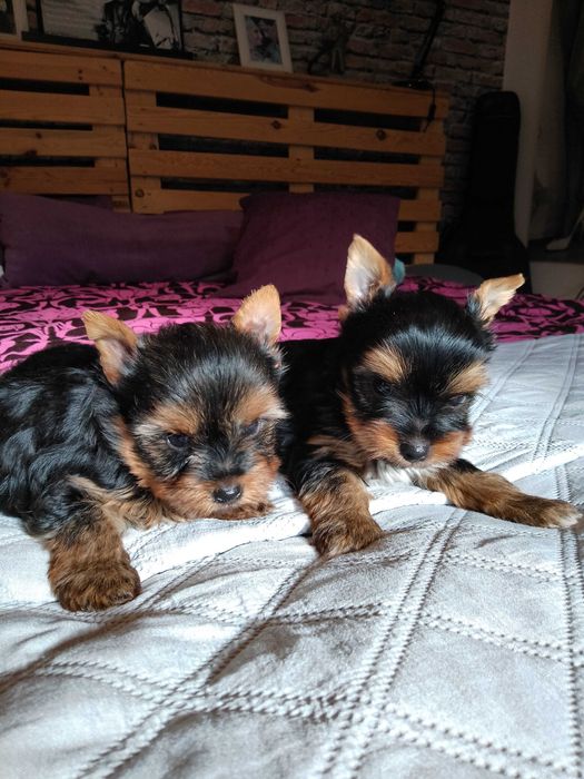 Sprzedam York shire Terrier