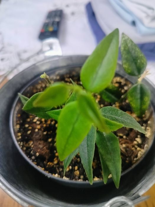 Hoja Bella 3 sadzonki