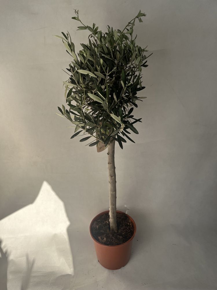 Oliwka europejska na pniu 80 cm