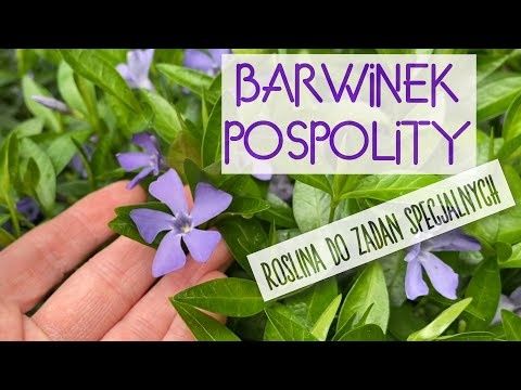 Barwinek pospolity