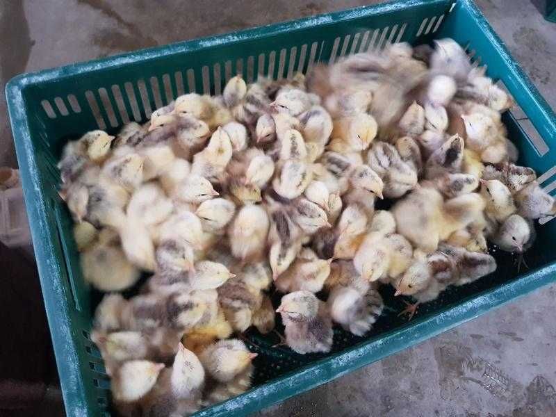 Курочки Мясо-яичка