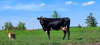Krowy mleczne, wysokocielne lub z mlekiem, pierwiastki i starsze