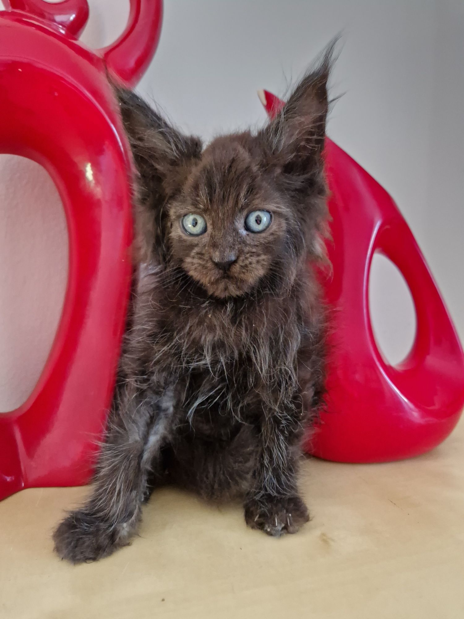 Maine Coon kocurek