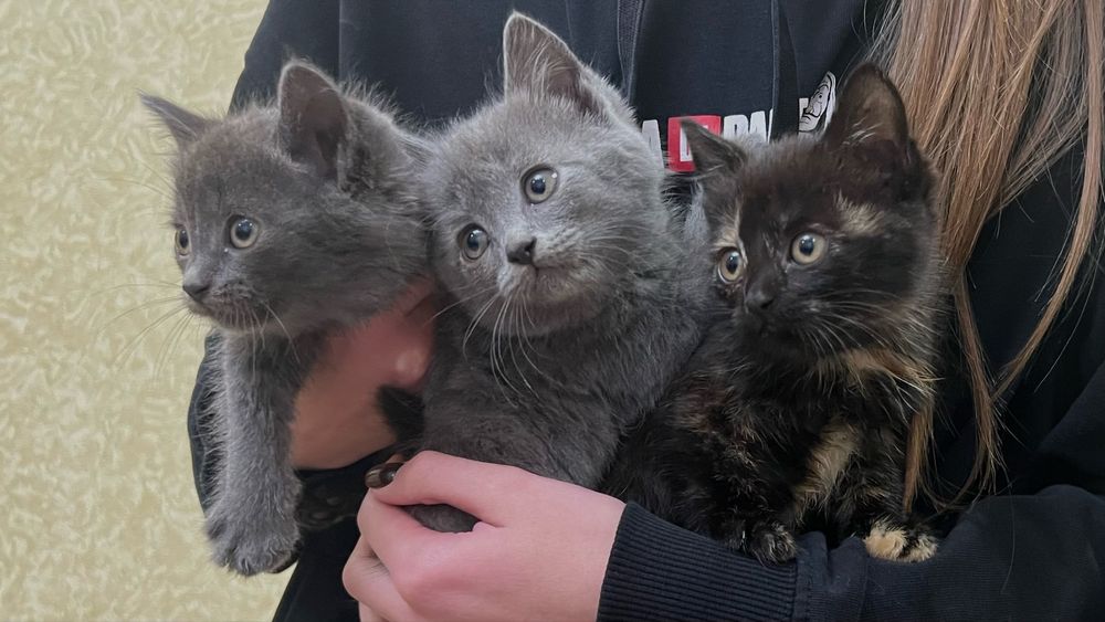 Віддам кошенят у добрі руки