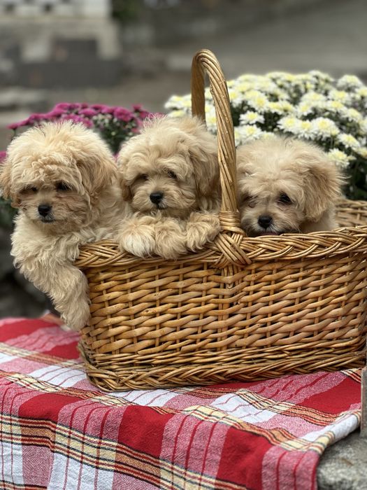 Щенки мальтипу девочка