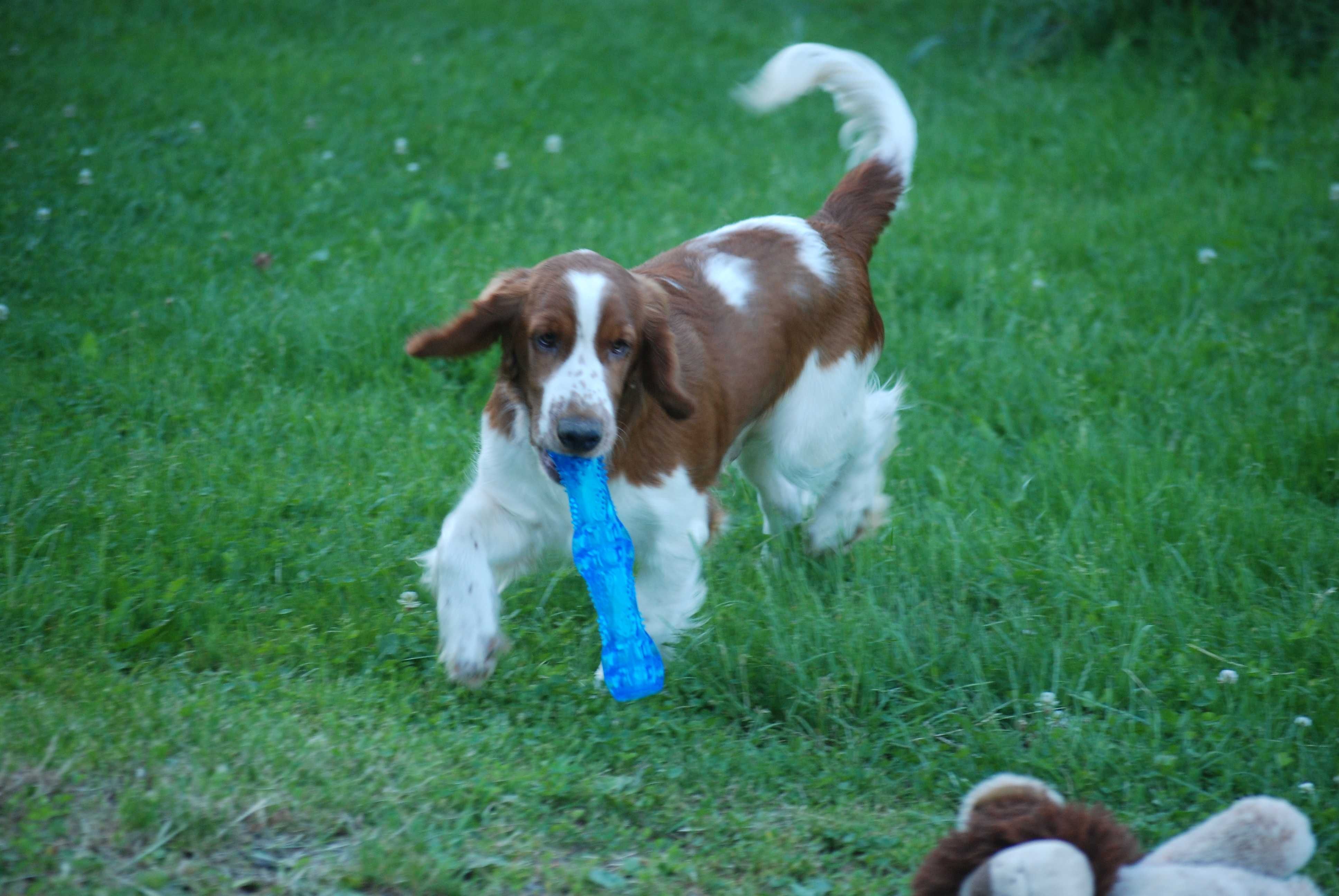 Piesek /Szczenie Springer spaniela Walijski