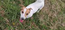Sprzedam suczkę Jack Russell Terrier