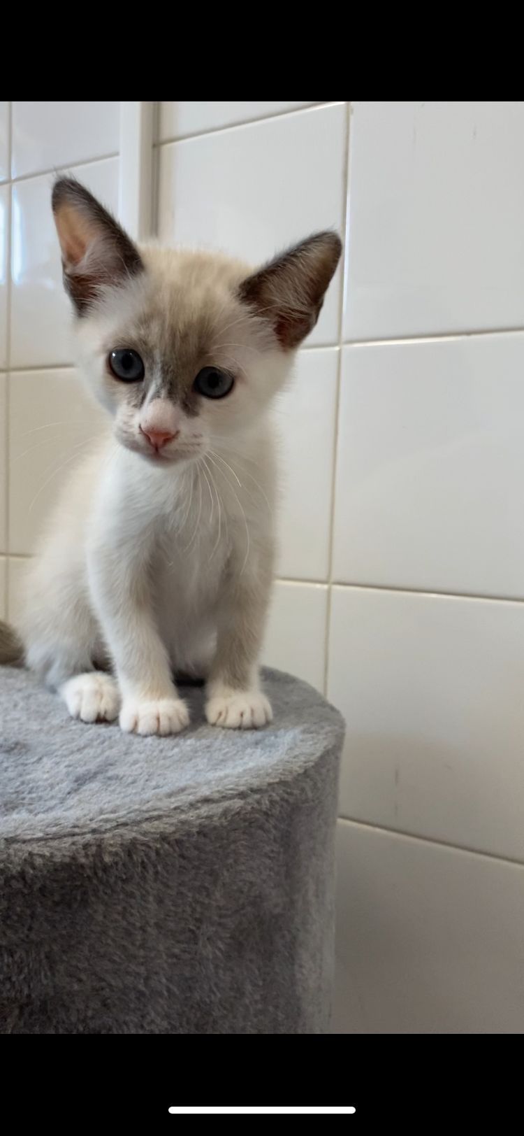 Gatinhos bebés estetilizados gratuitamente para adoção