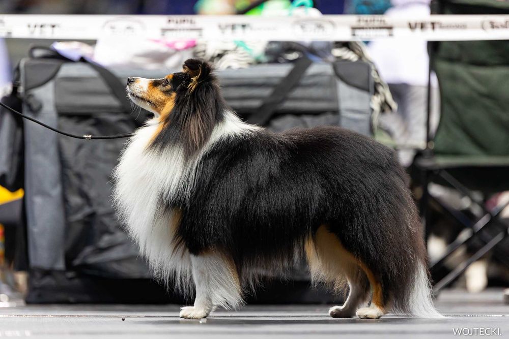 ZAREZERWOWANY owczarek szetlandzki blue merle ZKwP FCI sheltie