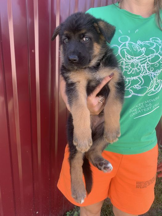 Продам цуценят Німецької вівчарки