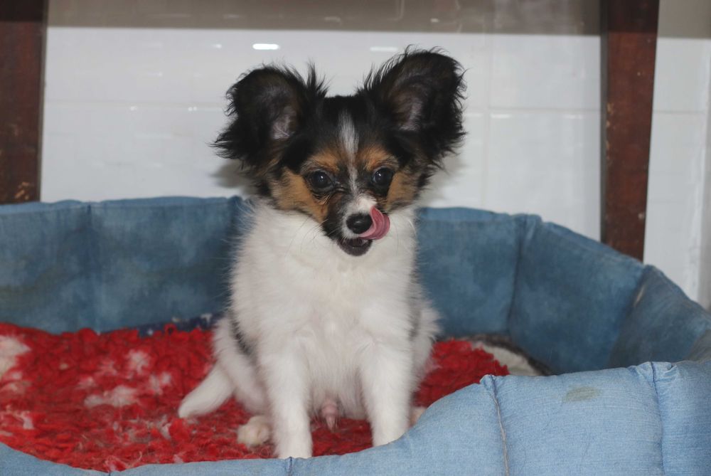 Маленький красавчик папильон