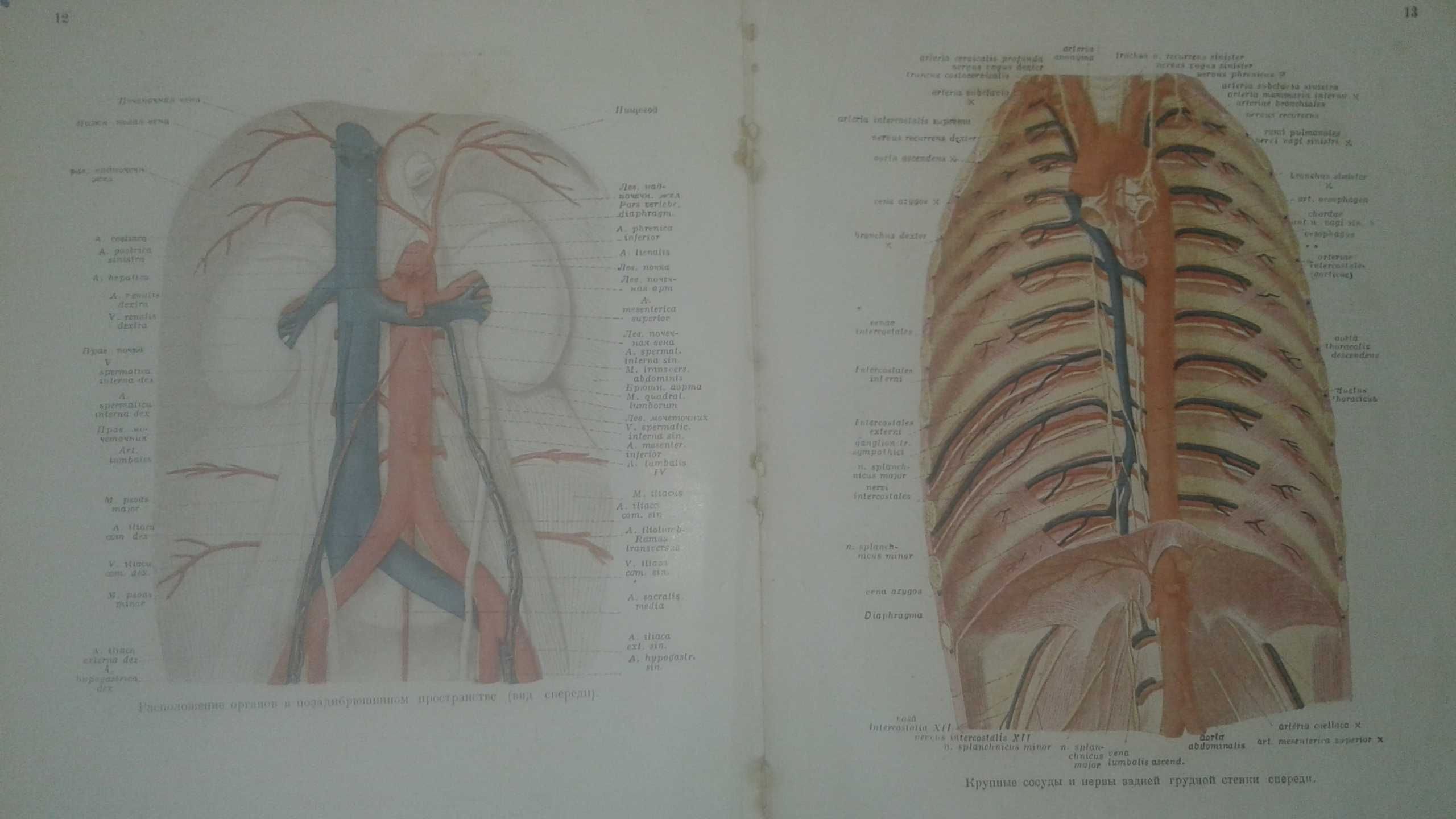 Клиническая и топографическая анатомия 1935 год антикварная книга