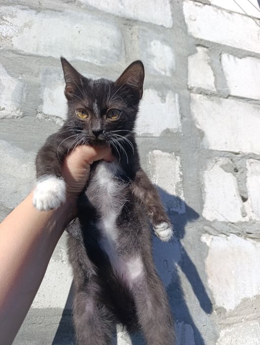 Кошеня дівчинка 3 місяці