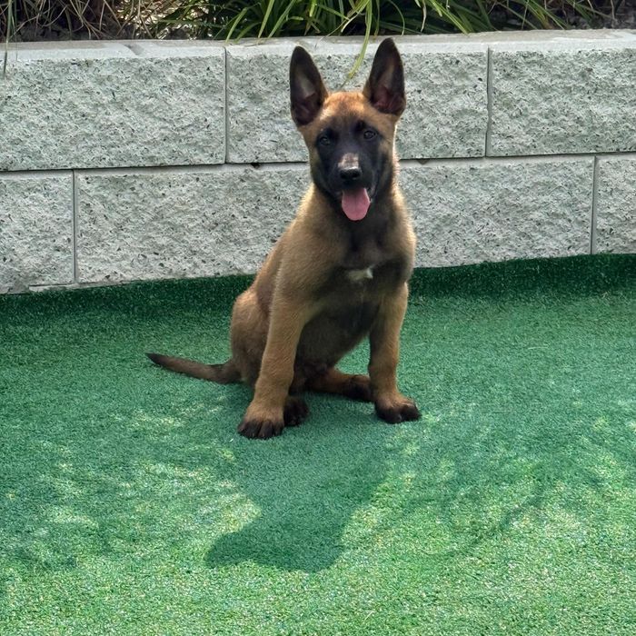 Owczarek belgijski malinois