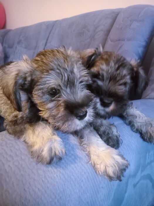 Sznaucer miniaturowy sól -pieprz z rodowodem piesek