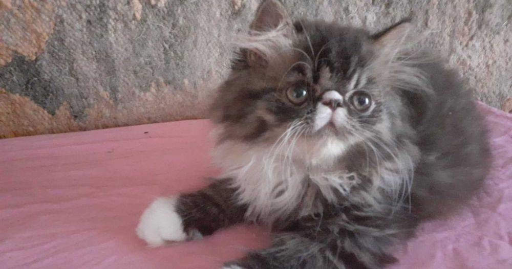 Perski kocurek czarno-biały ur. 20 lipca