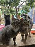 Prosimy o adopcje!