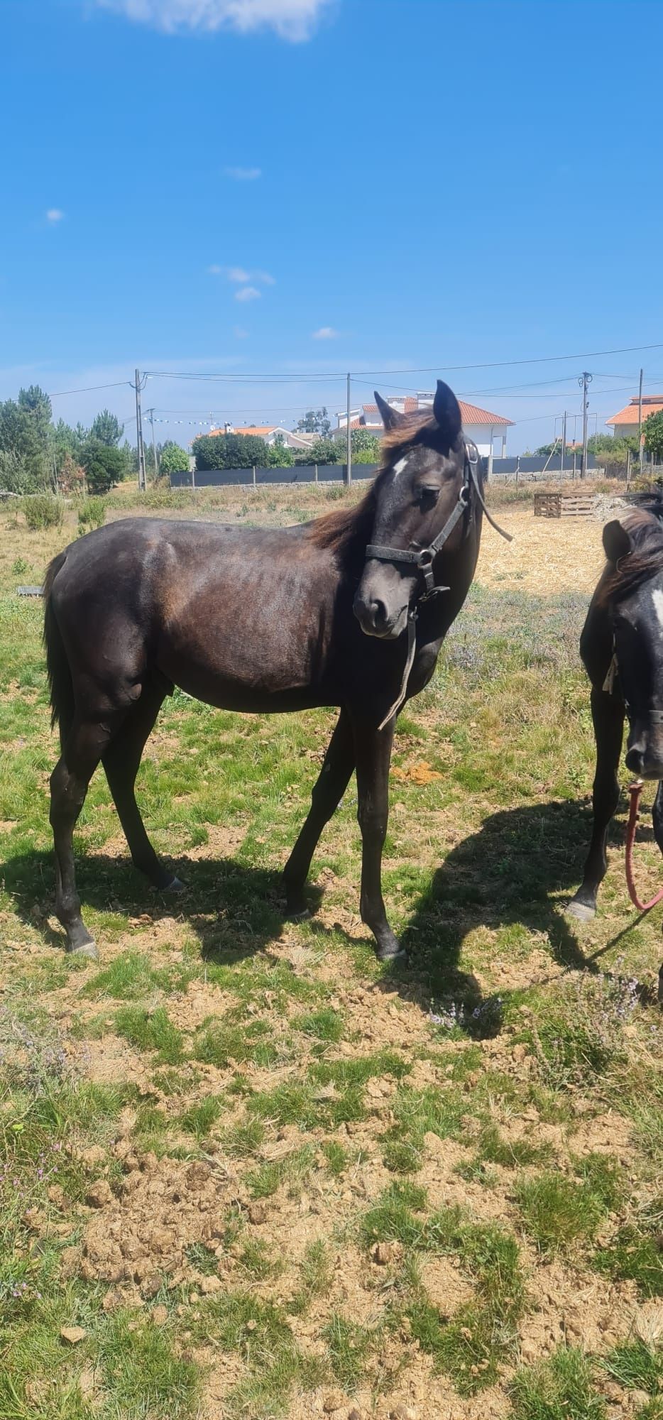 poldro de ano lusitano