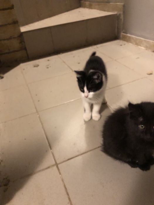 Отдам в хорошие руки